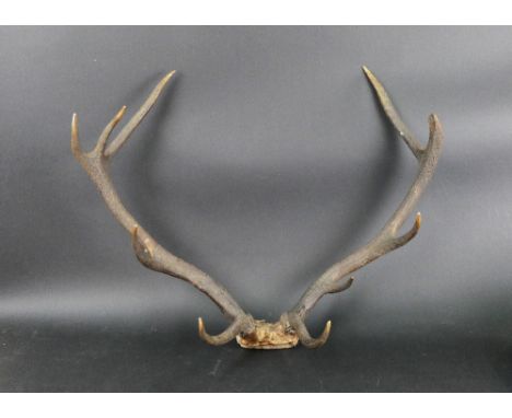 A set of ten point Red Stag antlers on a skull cap.
