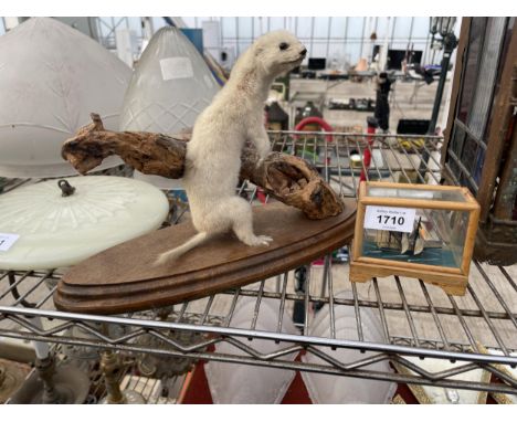 A SMALL MODEL GALLION AND A TAXIDERMY FERRET 