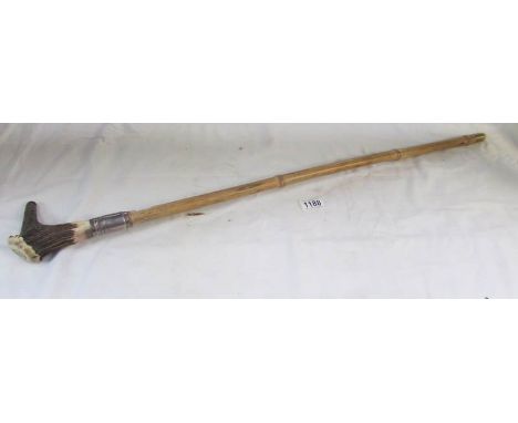 A sword stick with horn handle