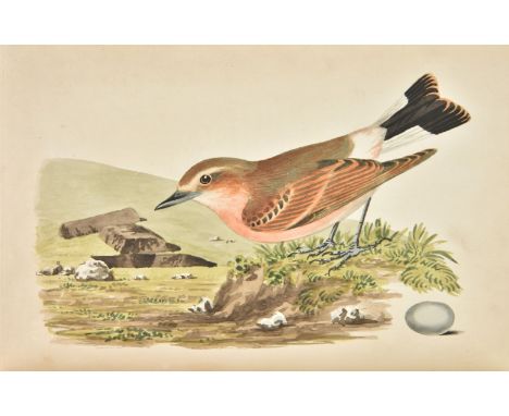 Cotton (John). The Song Birds of Great Britain, 1st edition, 2nd issue, [privately printed], 1836, 33 hand-coloured engraved 