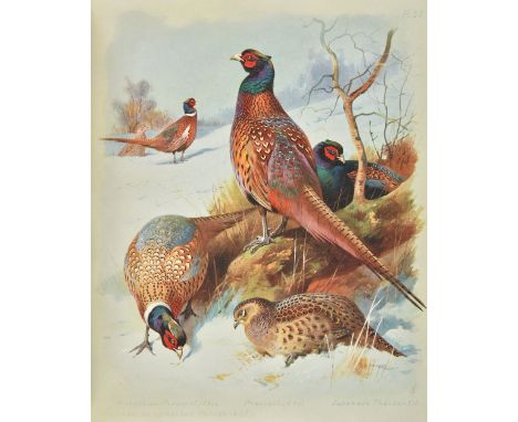 Thorburn (Archibald). British Birds, 4 volumes, 1st, edition, Longmans, Green and Co., 1916-16, 80 colour plates, later cloth