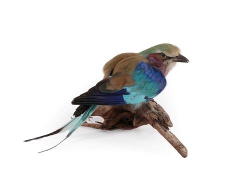 Taxidermy: Lilac Breasted Roller (Coracias caudatus), modern, a full mount adult in crouched position with wings slightly rai