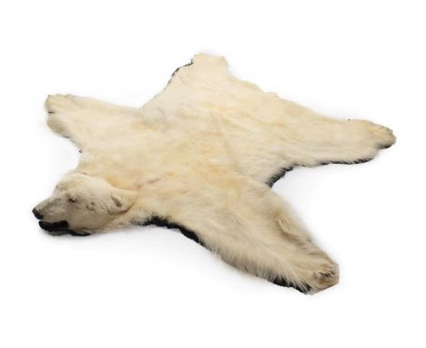 Taxidermy: Polar Bear Skin (Ursus maritimus), circa 1960, Povirnituq, Quebec, Canada, a large adult skin rug with head mount,