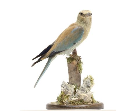 Taxidermy: A European Roller (Coracias garrulus), circa late 20th century, a full mount adult with head turning to the right,