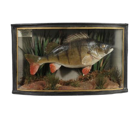 Taxidermy: A Cased Perch (Perca fluviatilis), by W.F. Homer, 105 Woodgrange Road, Forest Gate, London, E7, preserved and moun