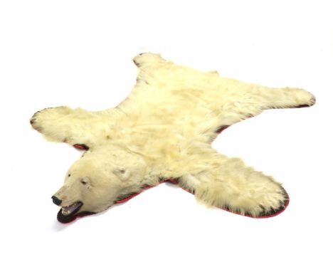 Taxidermy: Polar Bear Skin (Ursus maritimus), circa 1970, Alaska, young adult flat skin rug with head mount, limbs outstretch