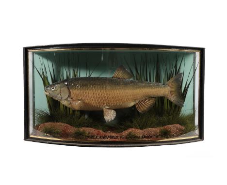 Taxidermy: A Cased Chub (Squalius cephalus), by John Cooper &amp; Sons, 28 Radnor Street, St Luke's, London, EC, preserved an