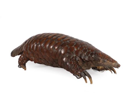 Taxidermy: Giant Ground Pangolin (Mantis gigantea), circa 1872-1890, from the Historical Natural History Collection, Hodnet H