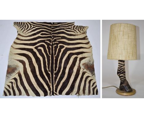 Taxidermy: Burchells Zebra Back Skin (Equus quagga burchelii), circa 1972, Kenya, prepared by Rowland Ward Ltd, Nairobi, Keny