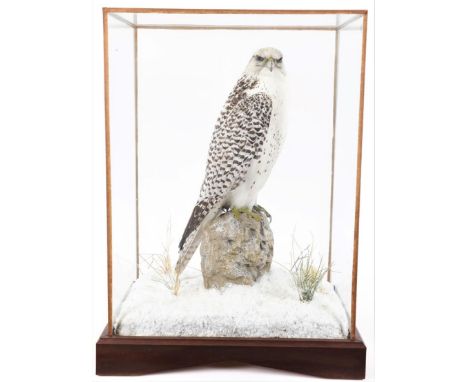 Taxidermy: A Table Cased Gyr Falcon (Falco rusticolus), circa 2014, by A.J. Armitstead, Taxidermist &amp; Naturalist, Darling