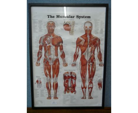 An anatomical print, The Muscular system 