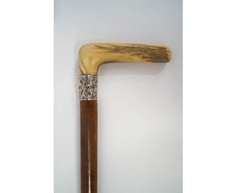 A malacca walking stick with horn handle and embossed white metal collar.