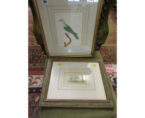 ANTIQUE BIRD STUDY, early 19th Century watercolour of exotic bird, together with similar study of grass hopper 