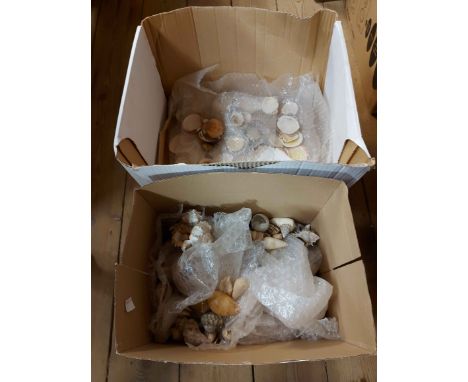 Four boxes containing a large quantity of shells including conch, limpet, etc.