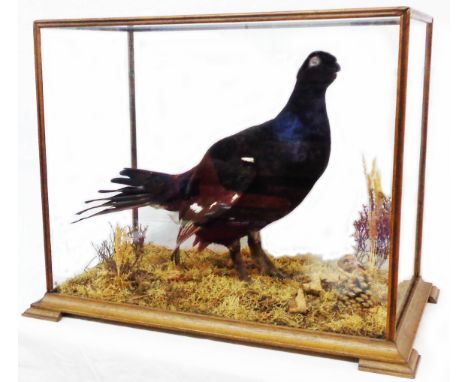 A taxidermy model of a black grouse in glazed wooden case, set on sympathetic grass and heather base