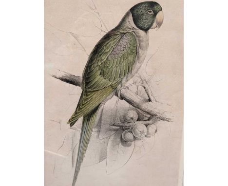 Edward Lear (British. 1812-1888)  Palaeornis Cucullstus (Hooded Parrakeet) hand coloured lithograph 48 x 30cm 