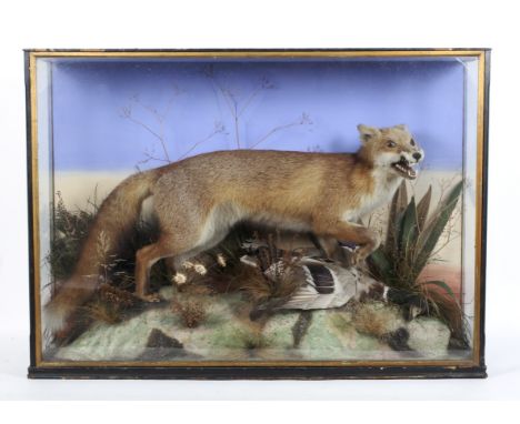 A taxidermy fox in glazed display case, early 20th century, the large red fox naturalistically modelled in hunting pose with 
