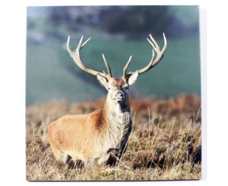 Stag print on canvas, unframed, 76 cm square 