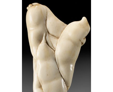 A SUPERB STAG ANTLER NETSUKE OF EDAMAME BEAN-PODSUnsigned Japan, 19th centuryFinely carved from a branch section of purely wh