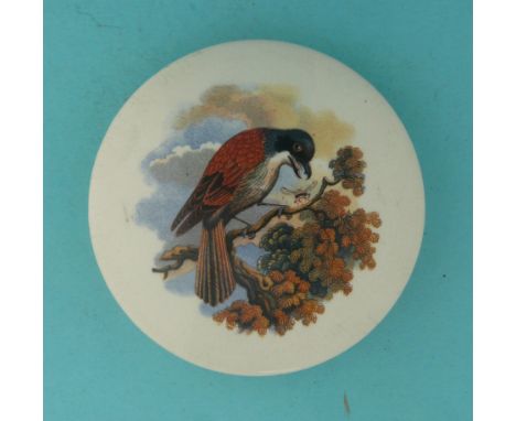 Red Backed Shrike (305) (potlid  pot lid  prattware) 
