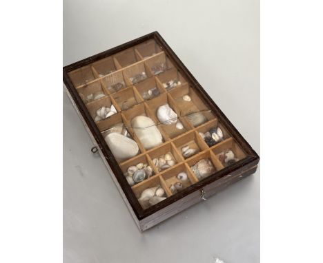 Property of the late Countess Haig, a early 19thc glazed stained sectional display case with a collection of sea shells, glas