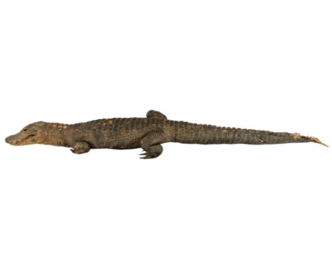 A 20th century taxidermy crocodile - length 163cm.