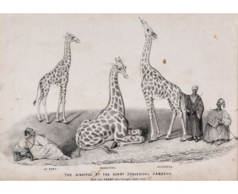 Natural History.- - A small mixed group birds and animals, including The Giraffes at the Surry Zoological Gardens, unsigned, 