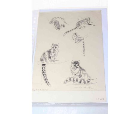 Ring tailed lemur pencil drawings by Eileen Alice Soper.