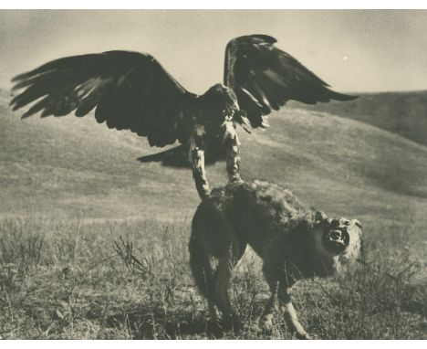  ALPERT, MAX (1899-1980) Hunting with Golden Eagle, Kazakhstan, stamped with the photographer's stamp on the reverse. Gelatin