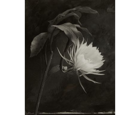 Cy DeCosse (American, b. 1929). Hand coated platinum palladium print photograph titled "Queen of the Night" depicting a bloom