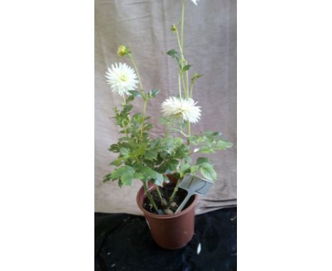 Large potted "R Bride" Exhibition Cactus Dahlia (12)