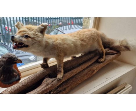 Very Large Fox Taxidermy Item - 70cm long