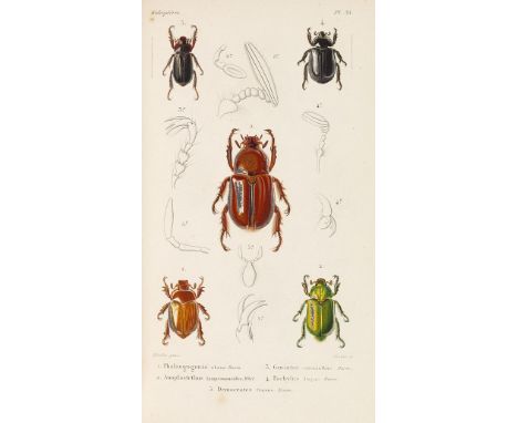 Jean Theodore Lacordaire    (ab Band X: Felicien Chapuis), Histoire naturelle des insectes. Genera des coléoptères. 12 Bände 