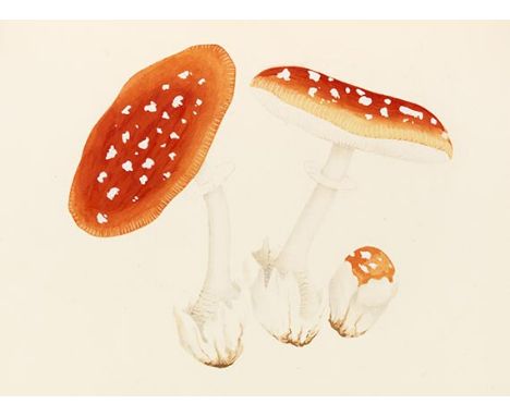 Valentina Pavlovna und R. Gordon Wasson    Mushrooms, Russia and history. 2 Bände. New York, Pantheon 1957. Exemplar einer li