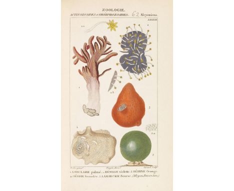 Dictionnaire des sciences naturelles    (Herausgegeben von F. Cuvier). 11 Tafelbände. Paris, F. G. Levrault 1816-1830. - Der 