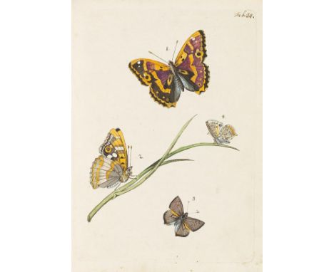 Johann Andreas Benignus Bergsträsser    Nomenclatur und Beschreibung der Insecten in der Graffschaft Hanau-Münzenberg. 4 Bänd