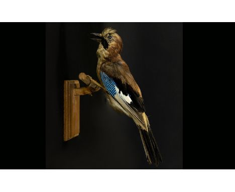 Taxidermy Interest Wall Mounted Jay Bird (Garrulus glandarius) A Vintage example mounted on rectangular wood panel for wall m
