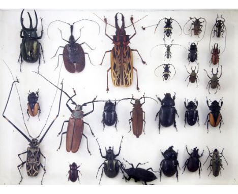 A collector's chest of beetles, mineral and fossil specimens, 3ft 5in.