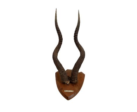 A set of mounted antelope horns  mounted on an oak sheild shaped plaque attached 'Addox' plaque 63cm length of horn  Shipping