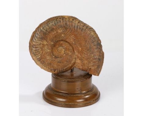 Mounted ammonite fossil, on wooden base, 18cm high