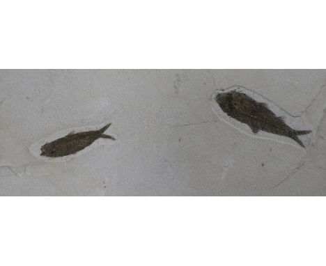 An Eocene fossil fish specimen, 40 million years old overall 41.5 x 59cm