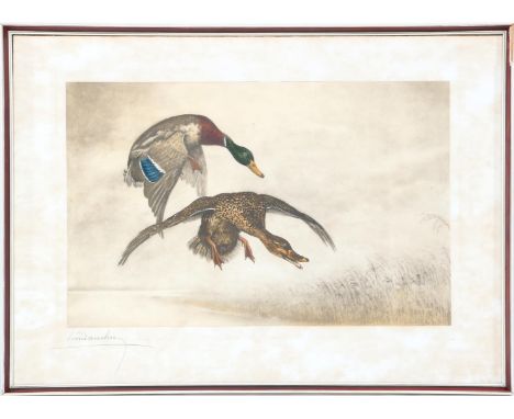 Léon Danchin (1887-1938)Flying pair of wild ducks, color etching 352/500, 35x57 cm, outer size is 56x76 cm