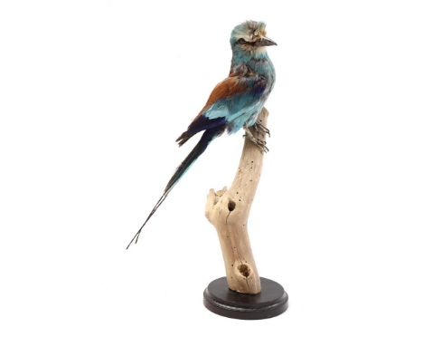 Prepared fork-tailed roller, 33 cm high
