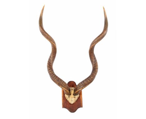 Antlers of a kudu on a skull, on oak wall plate 104 cm high, 73 cm wide, 44 cm deep
