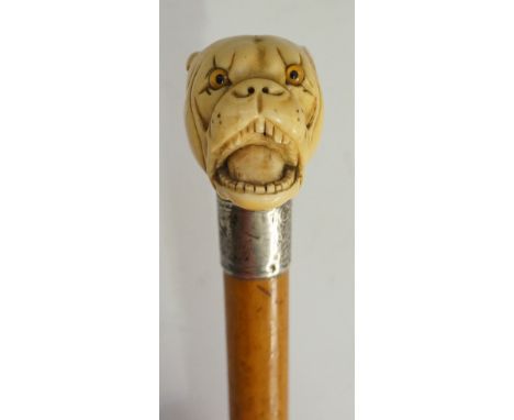 A late 19th Century walking stick, the ivory handle carved as a snarling bull dog, amber glass eyes,, the silver collar folia