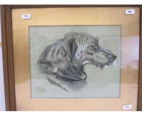 Pencil and watercolour sketch of a Lurcher signed A.M.Short. Possibly Victorian era. Framed and mounted under glass. Some mil