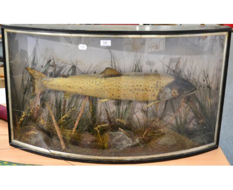 A Taxidermy Trout, ex Rydal Water, Lake District, R Raine, Carlisle, circa 1920, amongst aquatic reed and faux rocks, in a bo