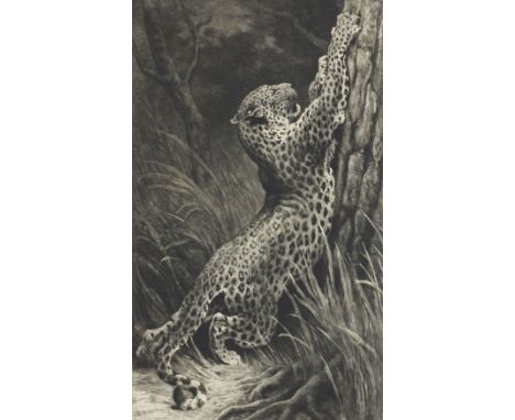 Herbert Thomas Dicksee RE (1862-1942) 'LEOPARDESS SHARPENING HER CLAWS' Original etching on wove, signed artist's proof, edit