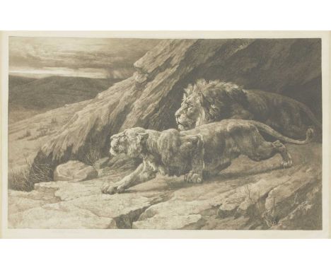 Herbert Thomas Dicksee (1862-1942) 'RAIDERS' (LION AND LIONESS ON THE PROWL) Original etching on vellum, signed artist's proo