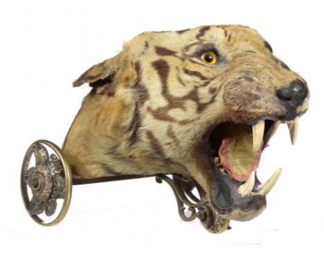 TAXIDERMY.  A MAGNIFICENT REGIMENTAL ROYAL BENGAL TIGER'S HEAD TABLE SNUFF MULL PRESENTED TO THE LEICESTERSHIRE REGIMENT BY T